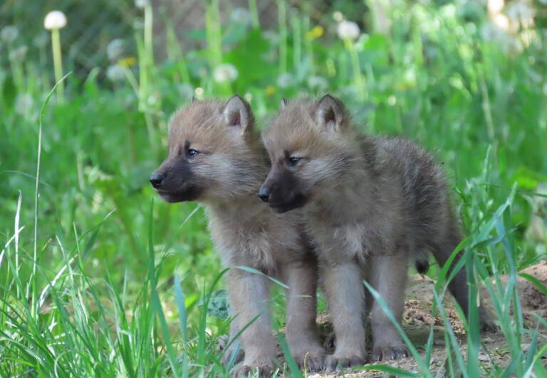 Studentenrabatt in der Tierwelt Herberstein